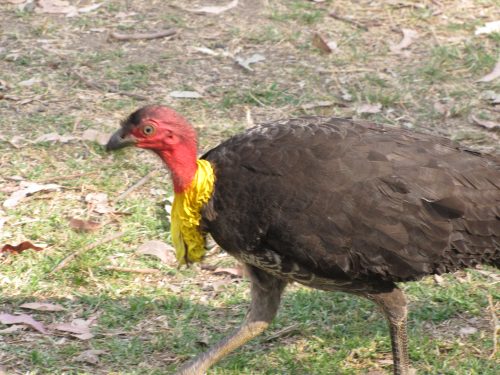 Australian Brushturkey