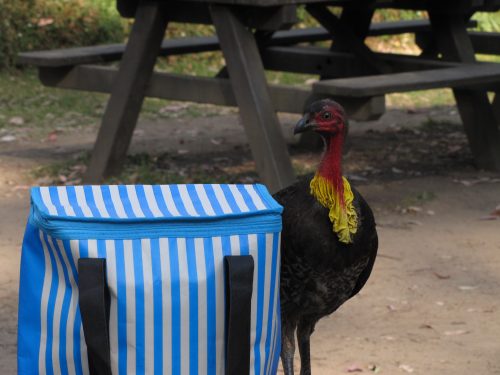 Australian Brushturkey