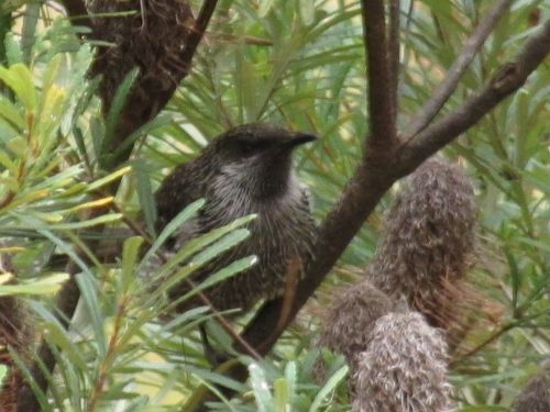 Little Wattlebird