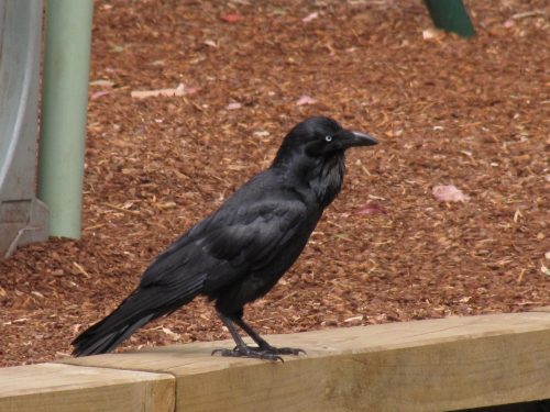 Australian Raven