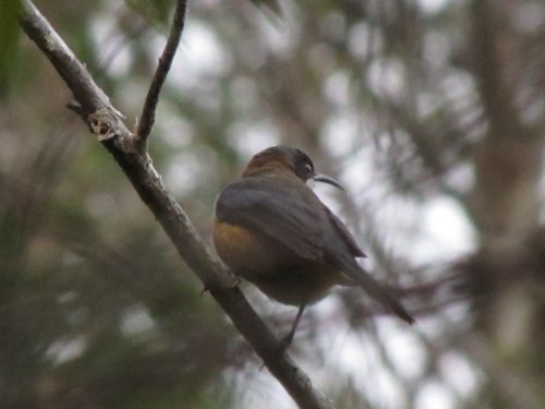 Eastern Spinebill