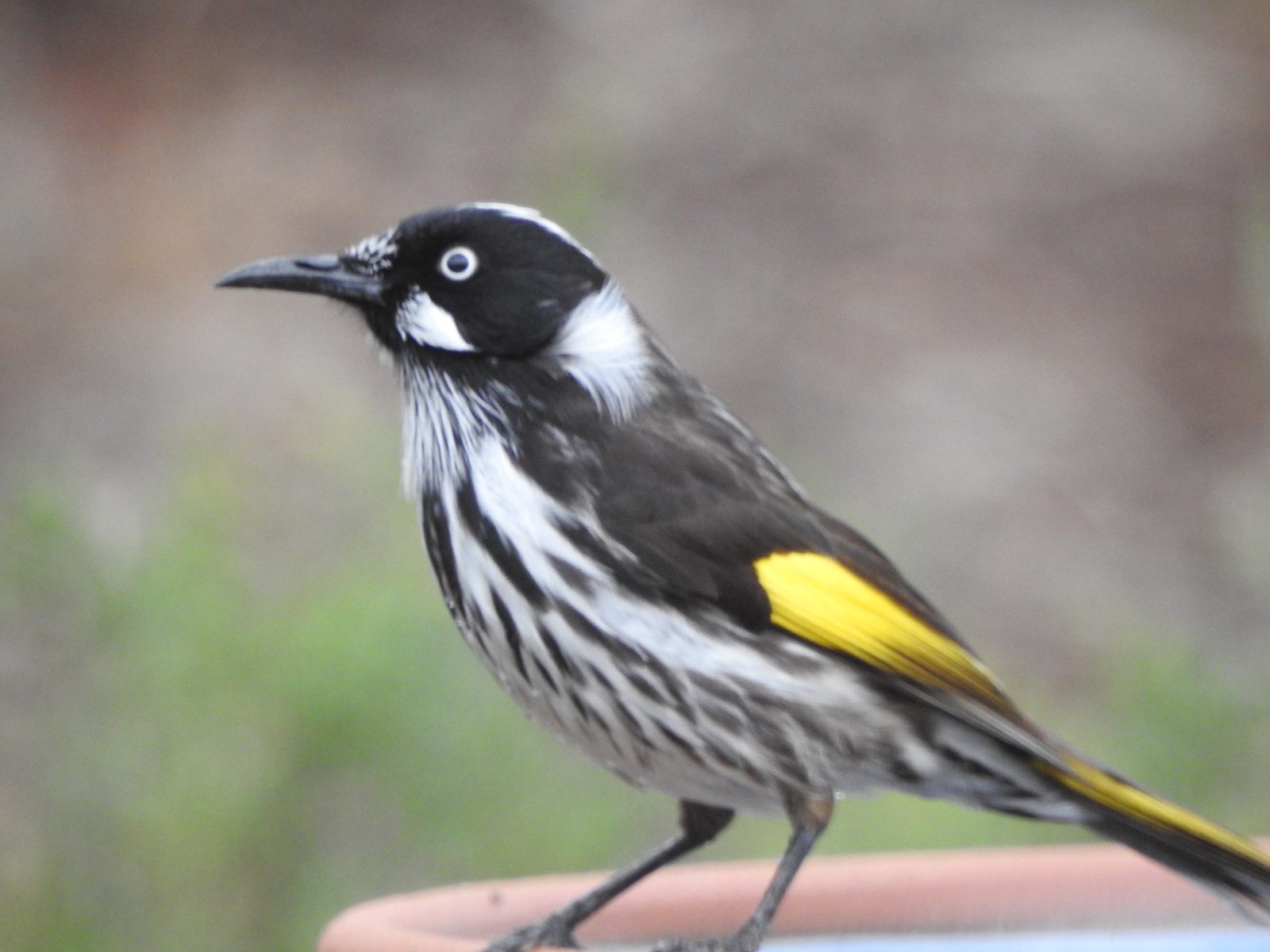 New Holland Honeyeater posing Trevor's Birding