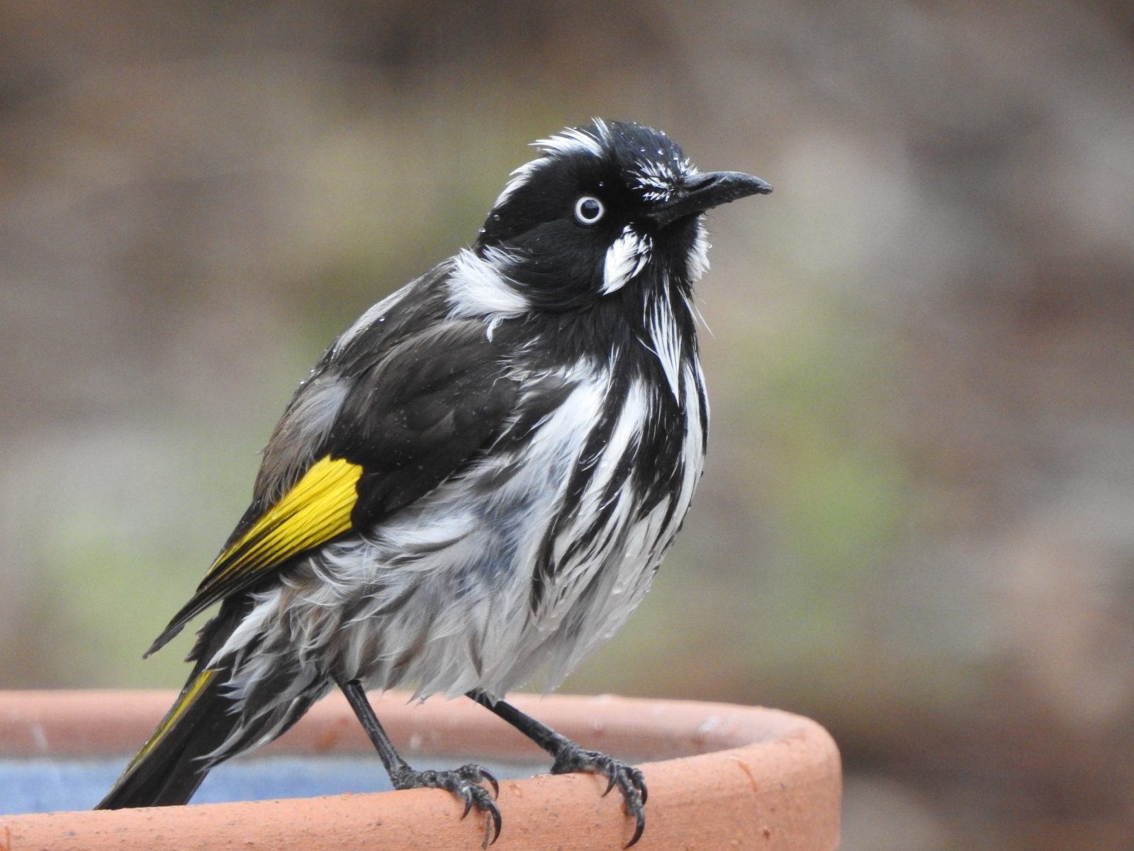 New Holland Honeyeater posing Trevor's Birding
