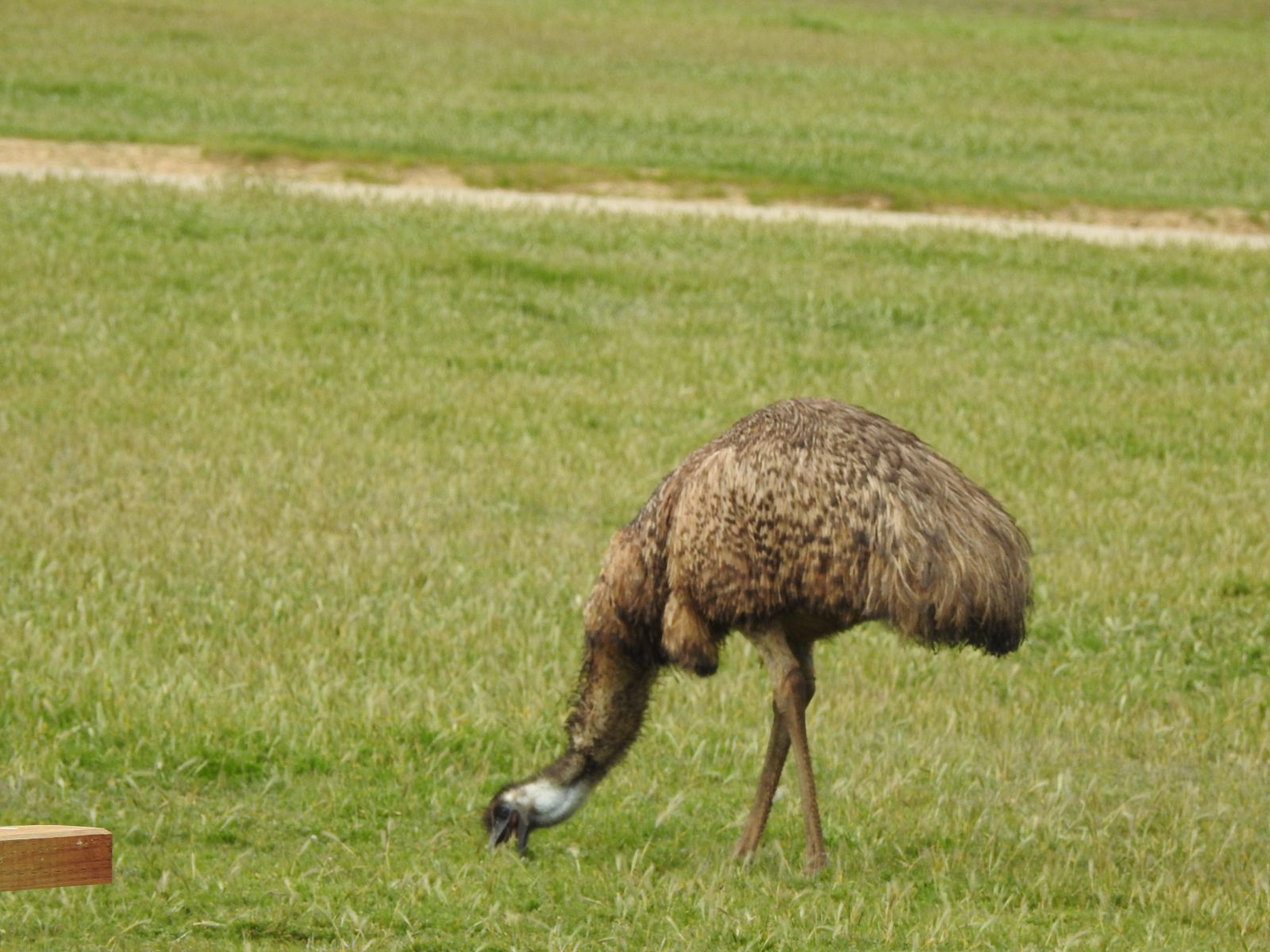 Animals of Monarto Zoo Trevor's Birding