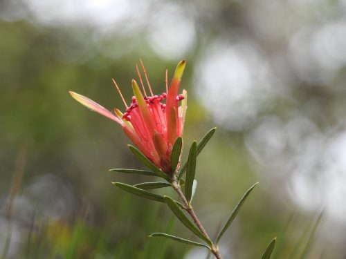 Wildflowers