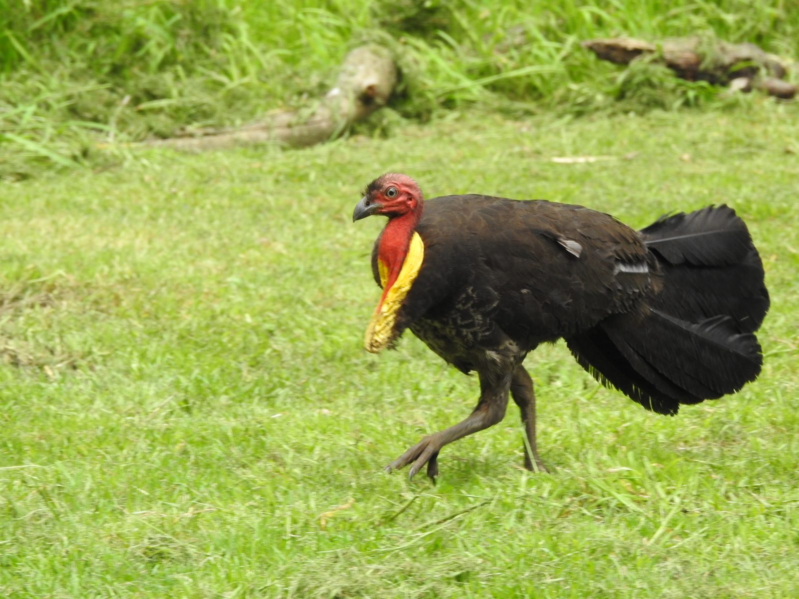 Brush Turkeys in Lane Cove National Park Trevor's Birding