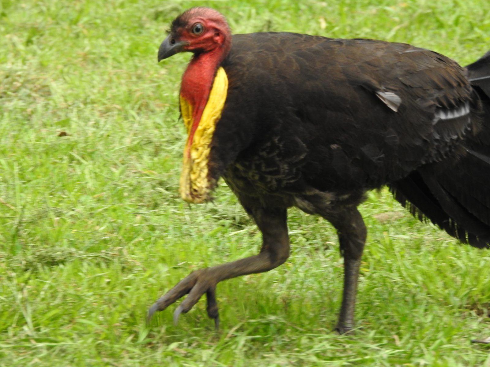 Brush Turkeys in Lane Cove National Park Trevor's Birding