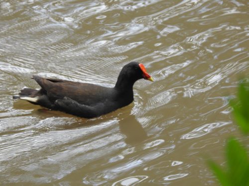 Moorhen