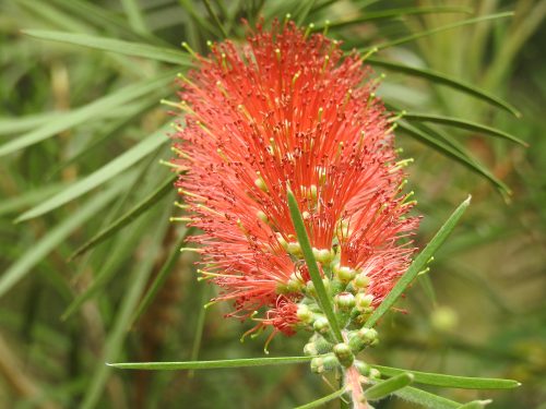 Wildflowers