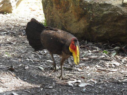 Brush Turkey