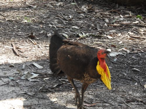 Brush Turkey