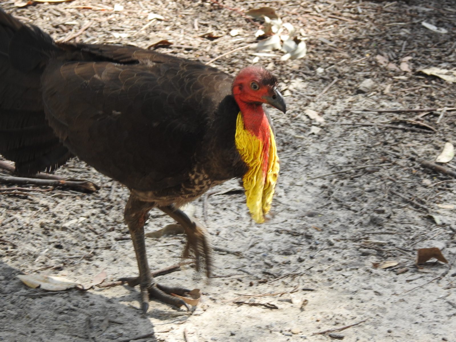 Brush Turkeys in Lane Cove National Park Trevor's Birding
