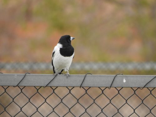 Butcherbird