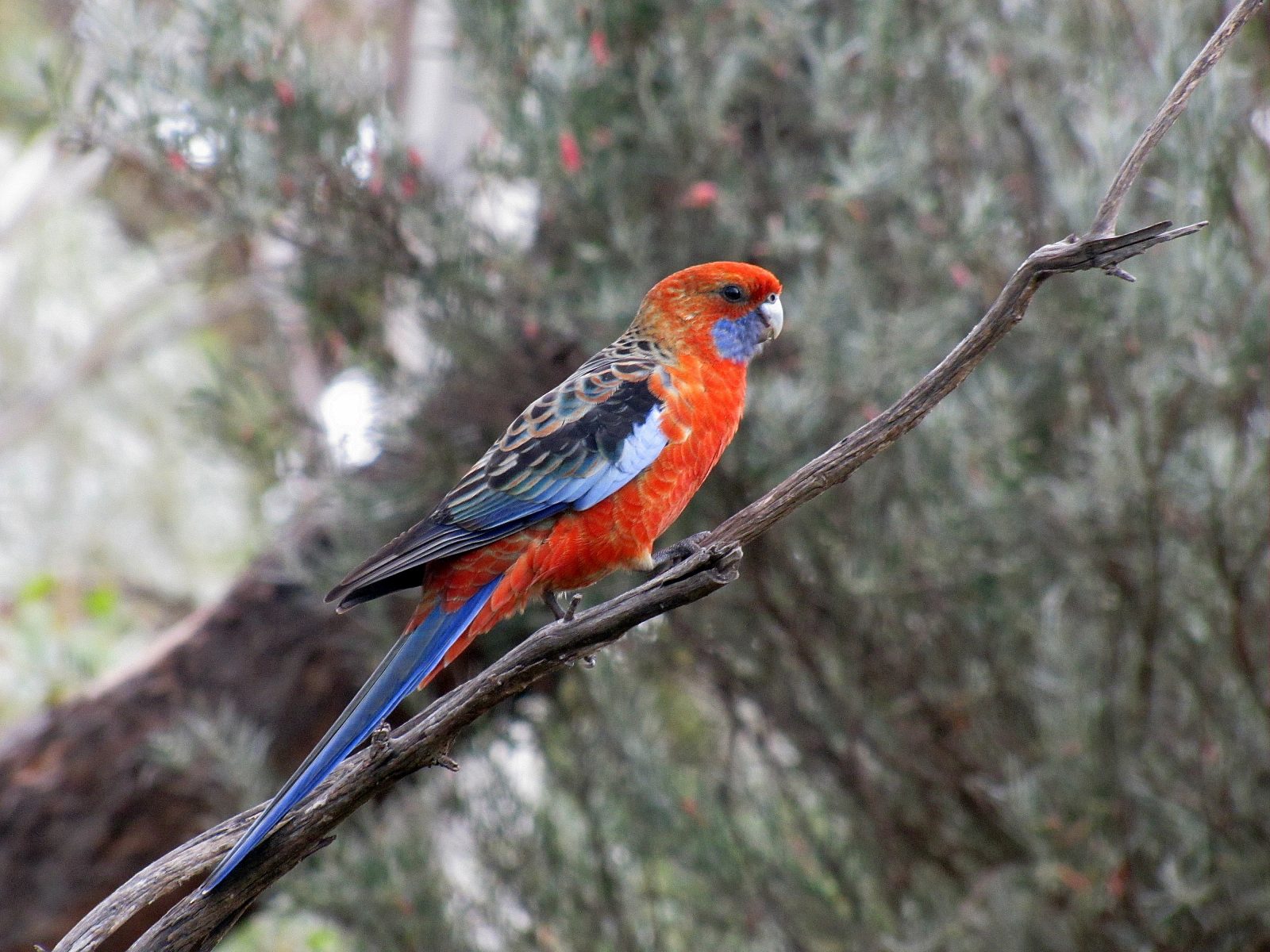 An Adelaide Rosella in my garden.