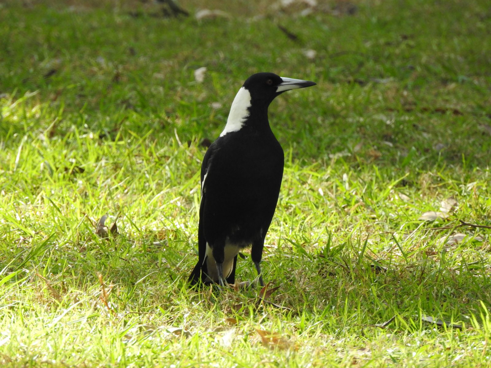 Australian Magpie