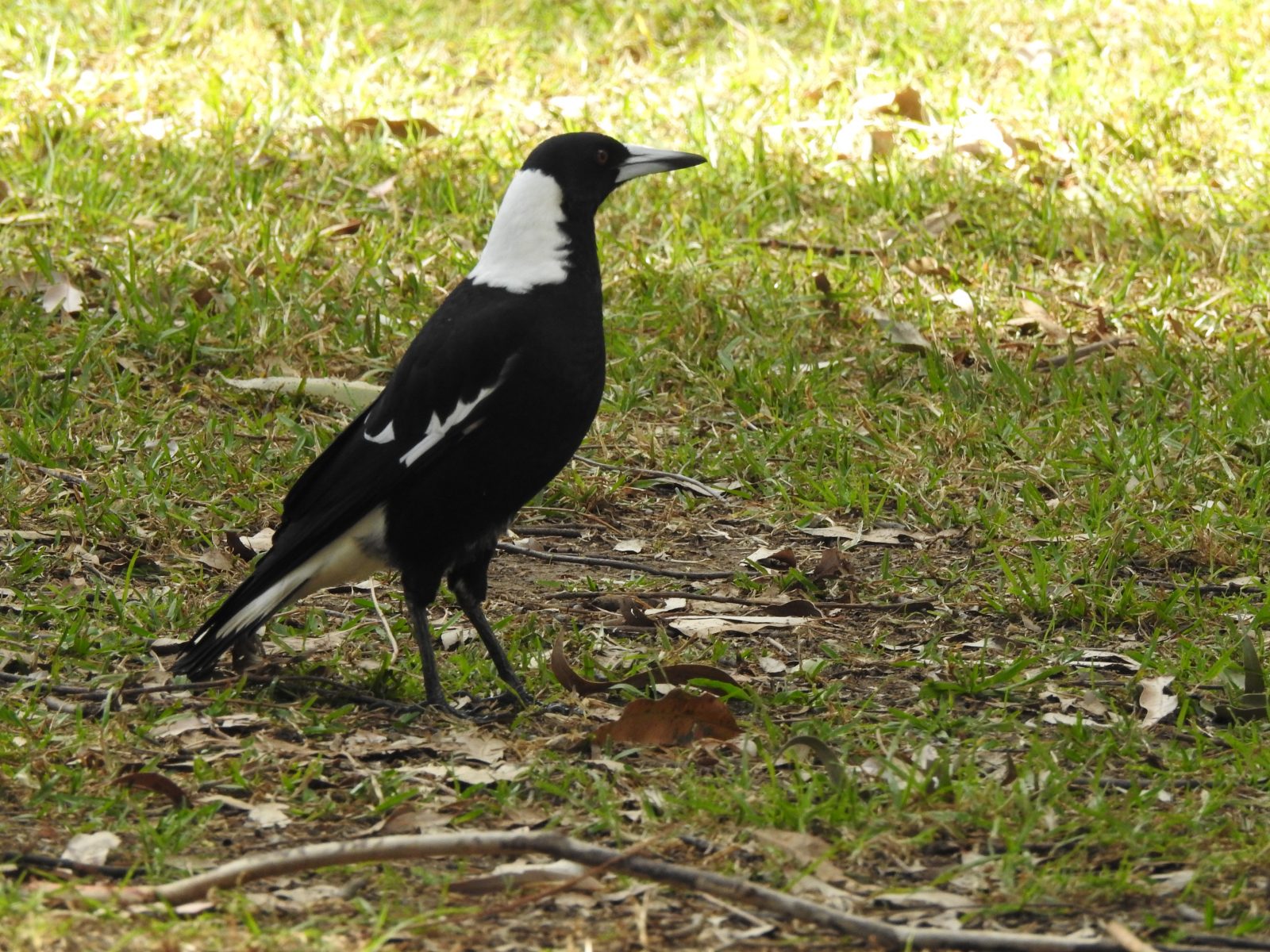 Australian Magpie (Black-backed)