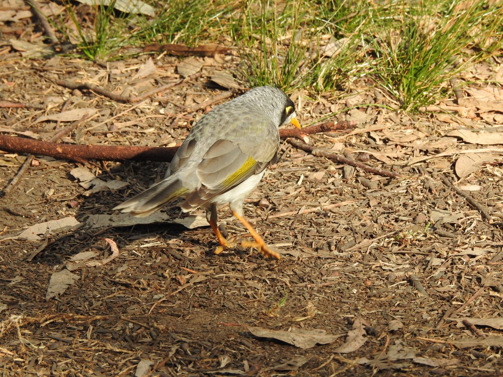 Noisy Miner, Lane Cove National Park, Sydney