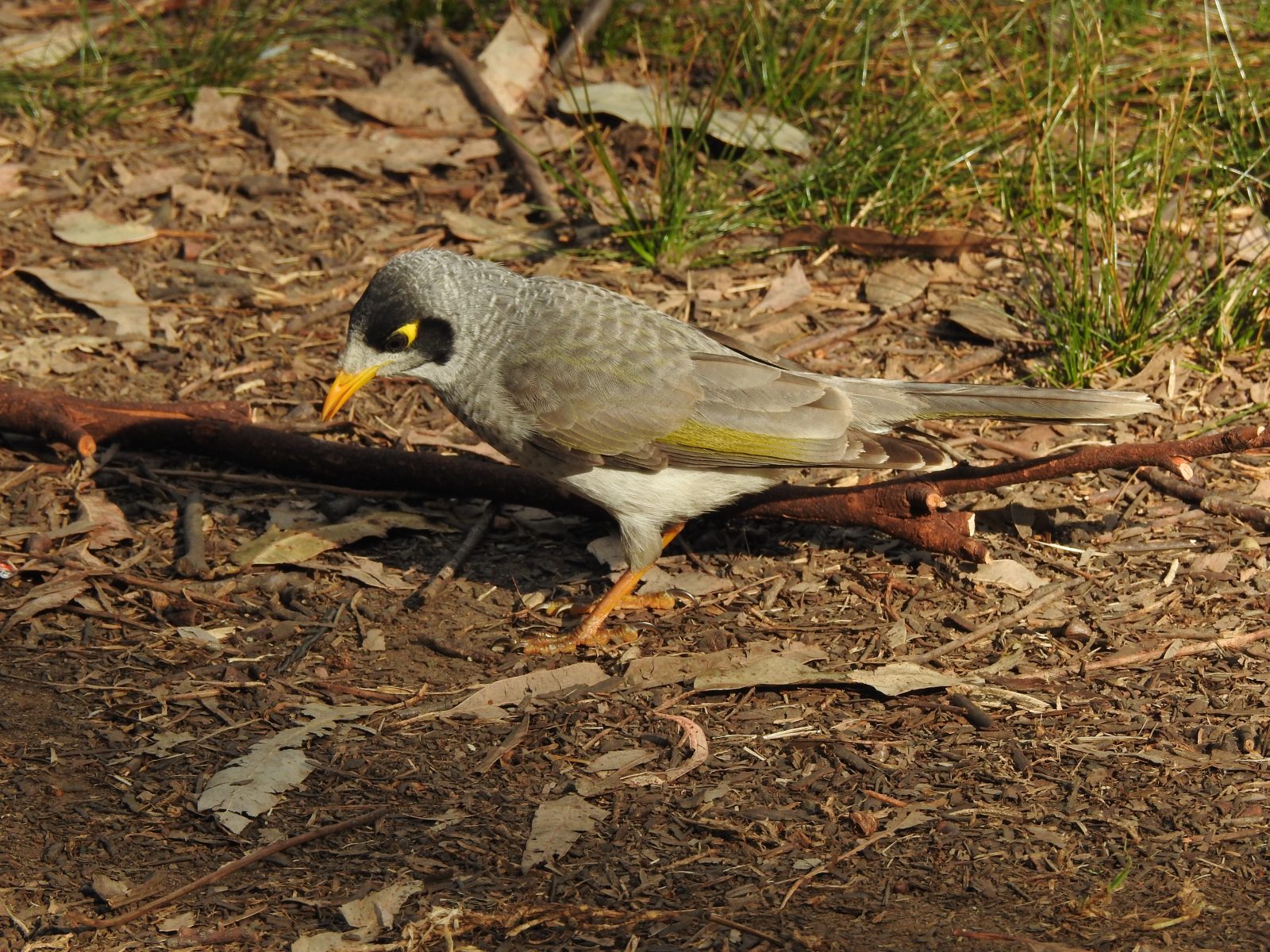 Noisy Miner, Lane Cove National Park, Sydney