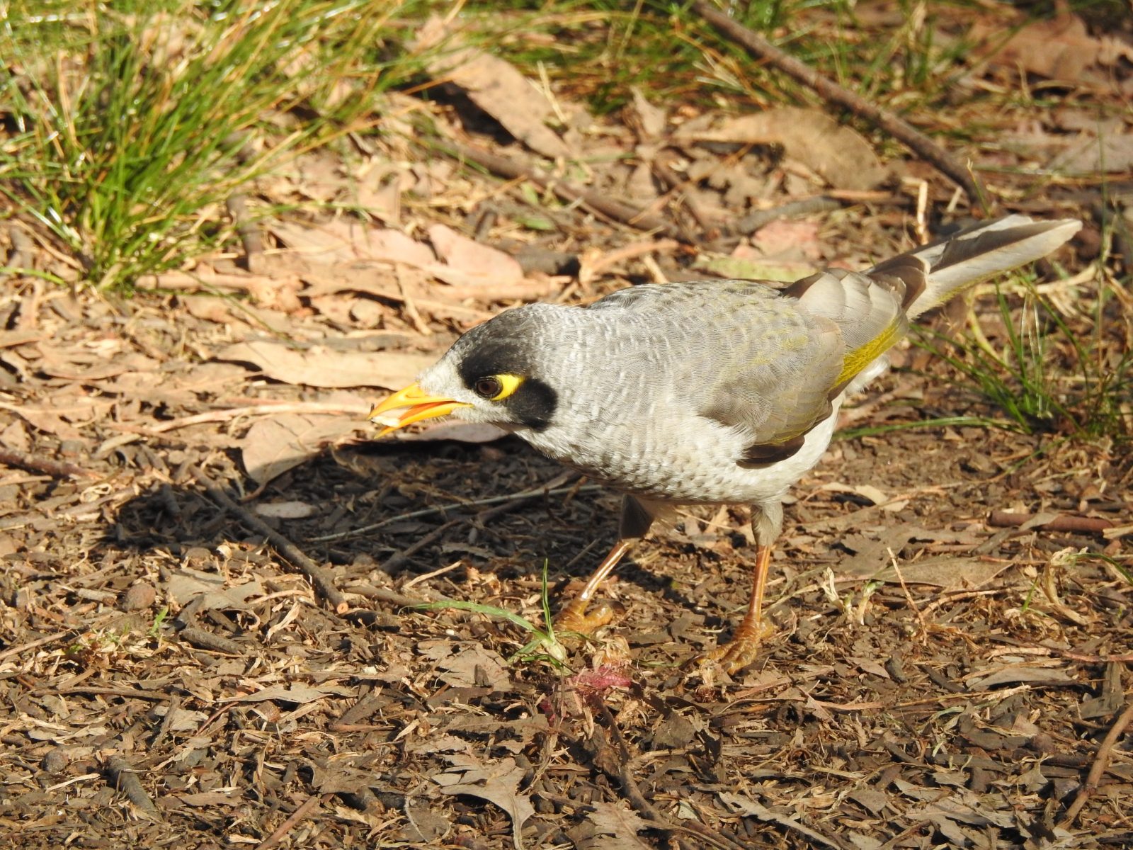 Noisy Miner, Lane Cove National Park, Sydney