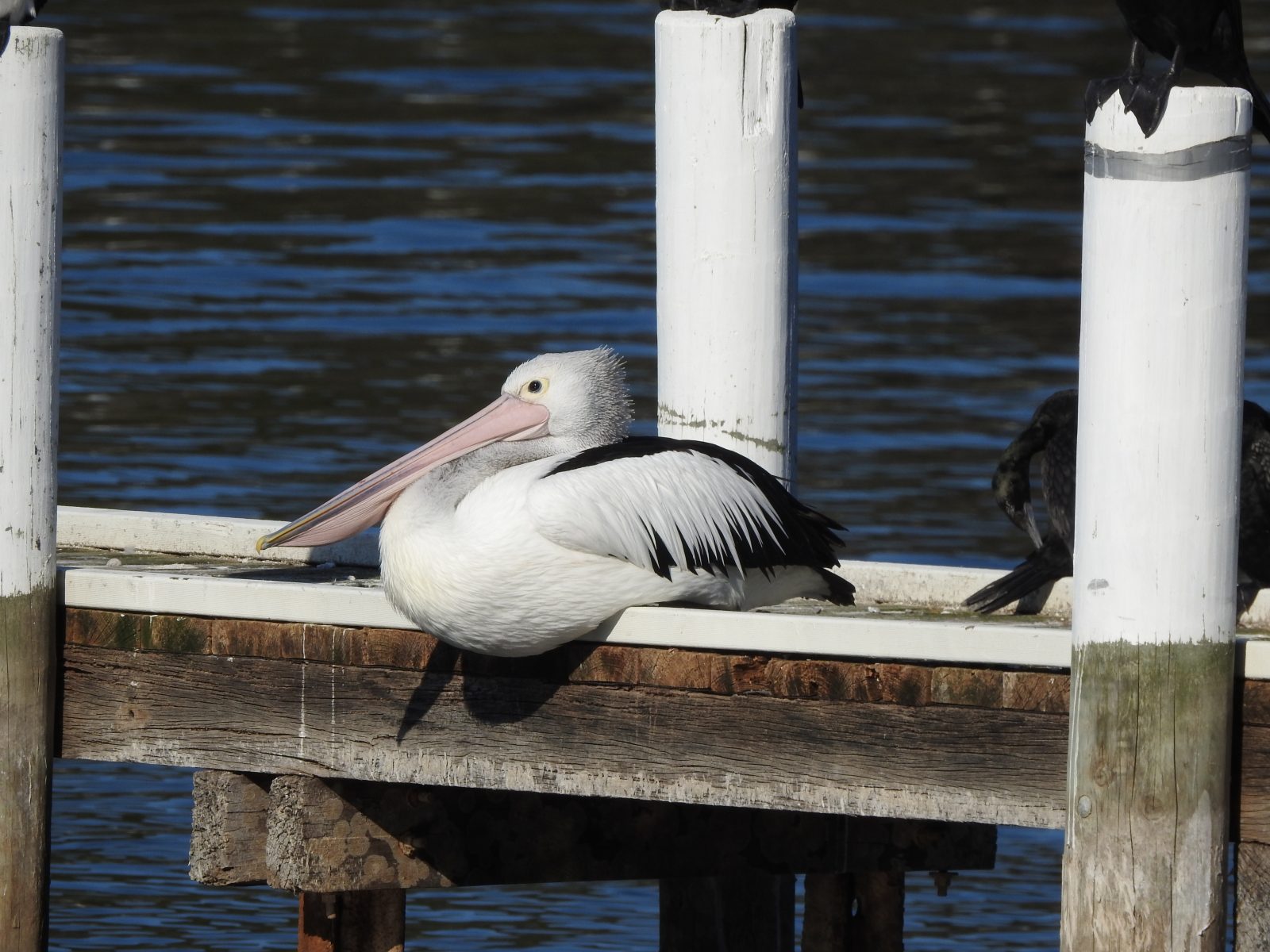 Photo of an Australian Pelican resting on a jetty in Mallacoota, Victoria