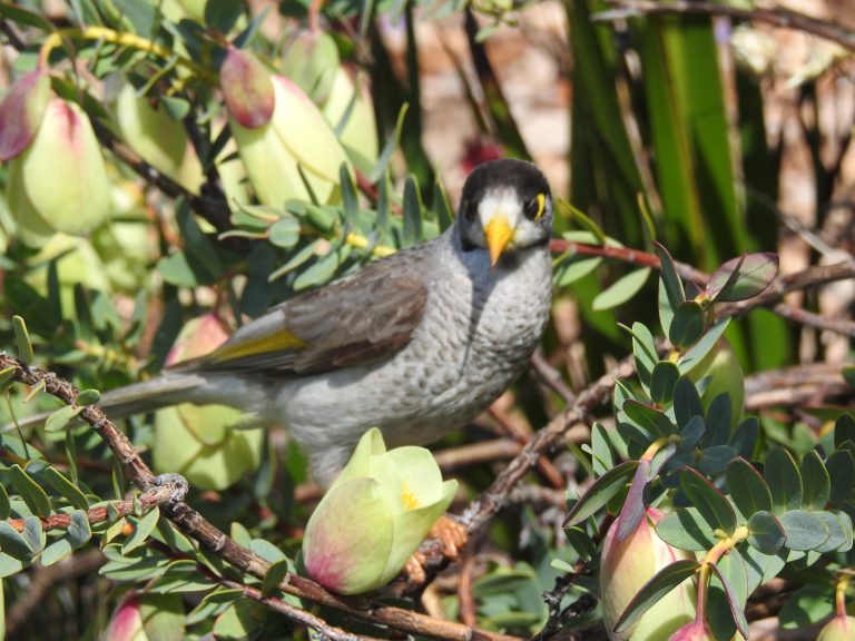 Noisy Miners Archives Trevor