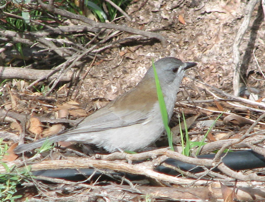 One of Australia's most beautiful songbirds, the Grey Shrike-thrush