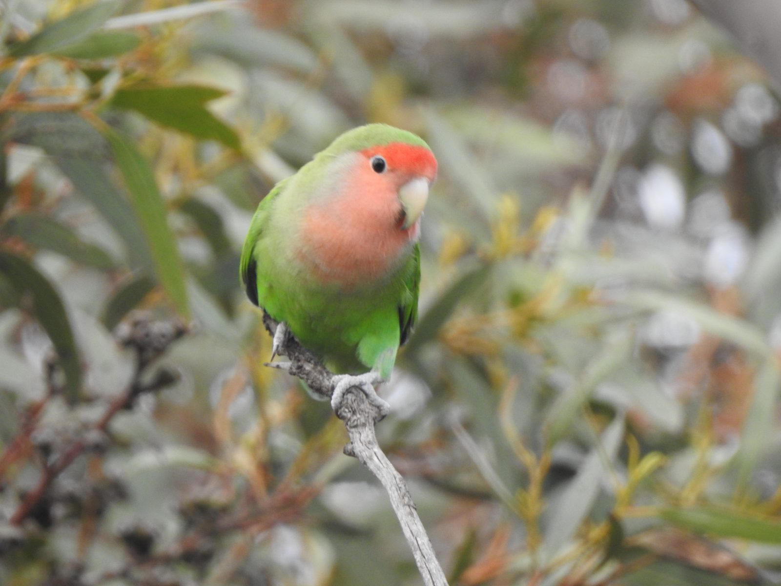 Non-Australian birds Archives - Trevor's Birding - Trevor's Birding