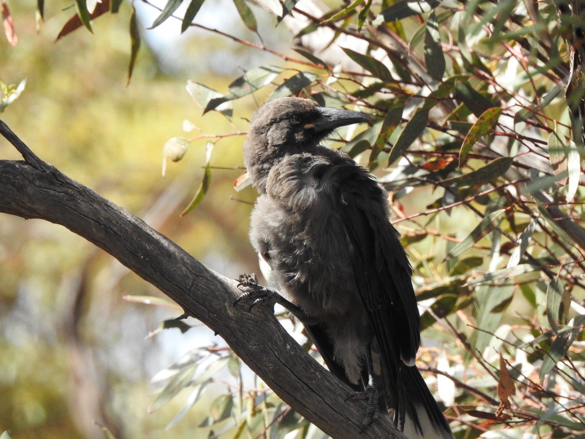 Magpies and Currawongs Archives Trevor's Birding Trevor's Birding