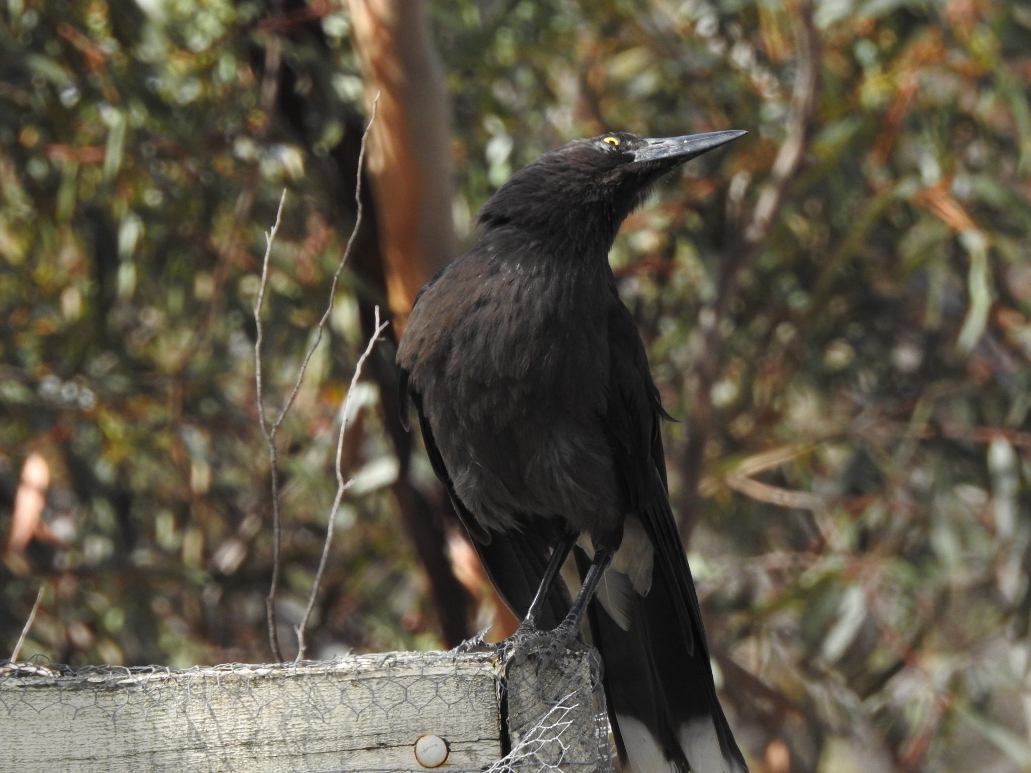 Magpies and Currawongs Archives Trevor's Birding Trevor's Birding