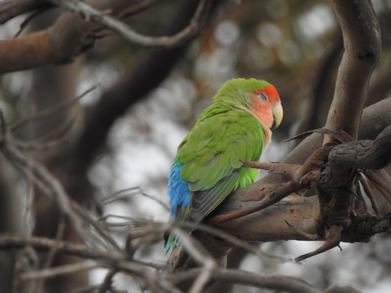 Lovebirds Archives - Trevor's Birding - Trevor's Birding